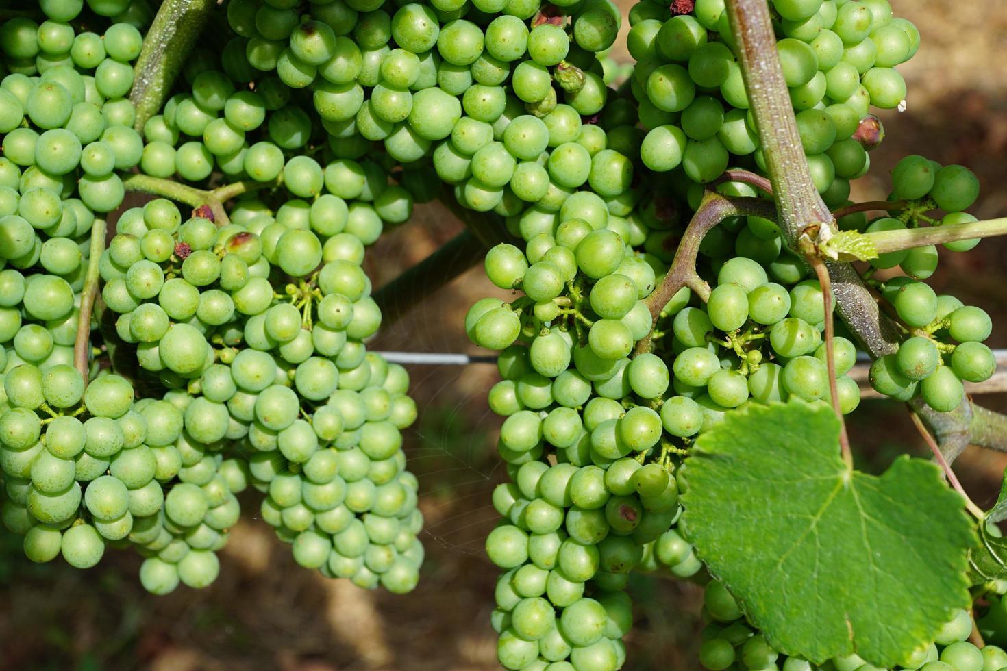 uva en el viñedo foto