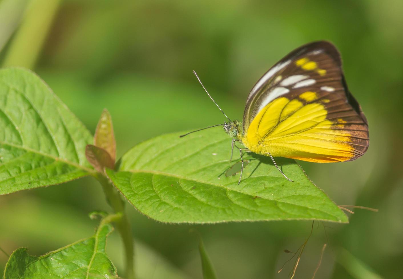 Yellow butterfly on green leaves photo