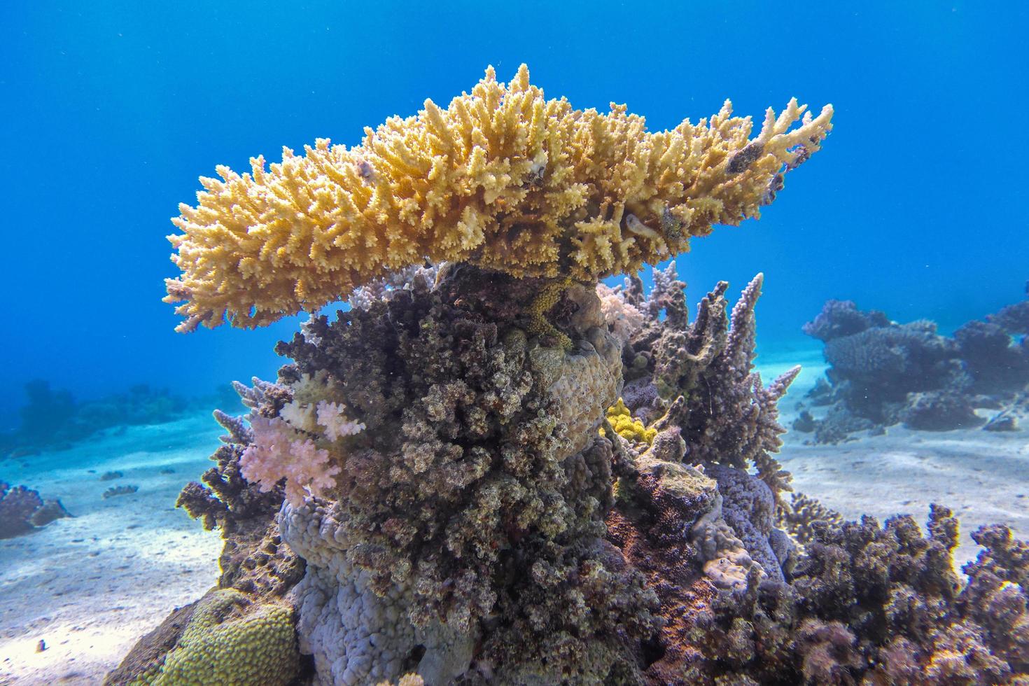 impresionante formación de coral foto