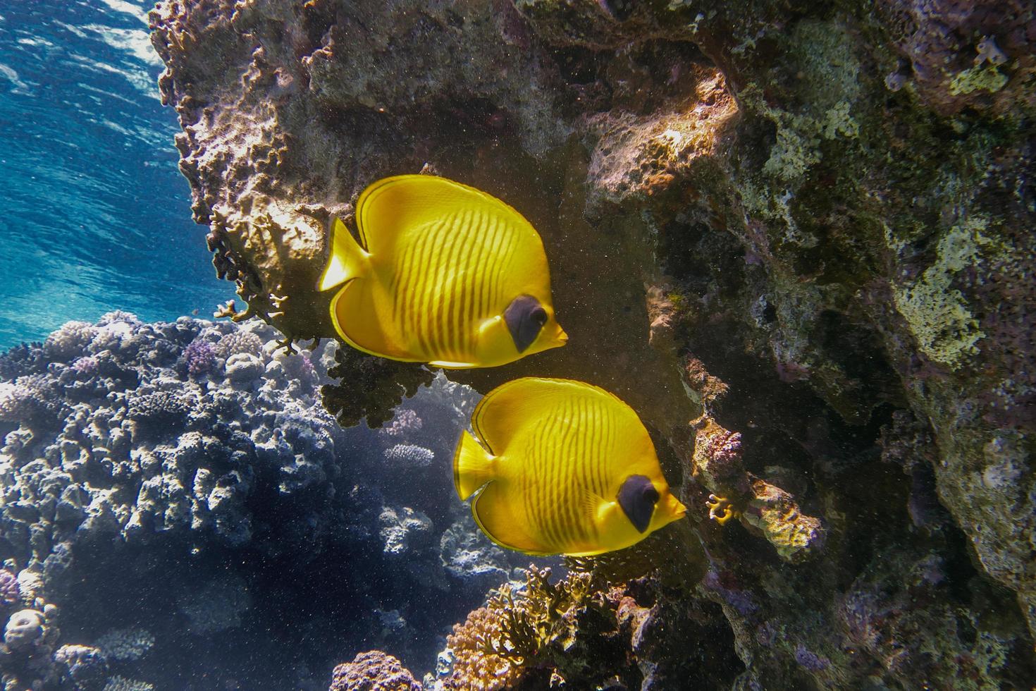 par de peces mariposa foto