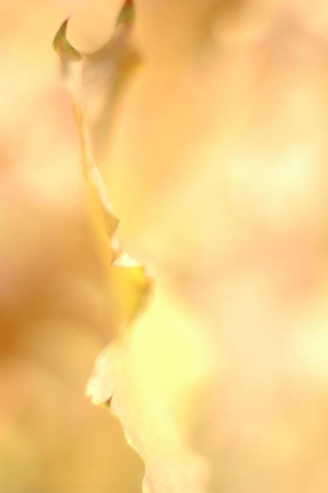 Yellow autumn leaf photo