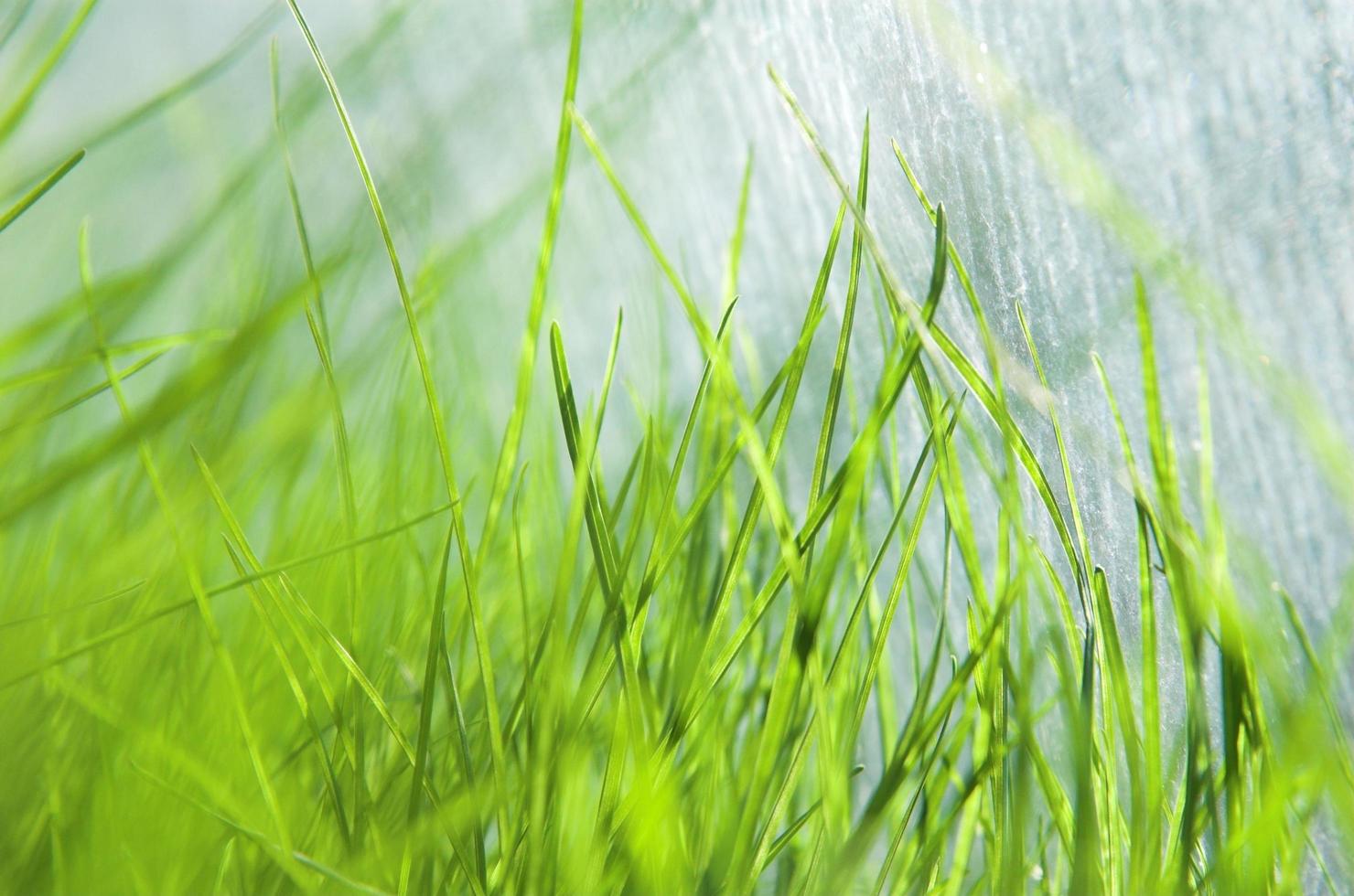 Close up of fresh grass photo