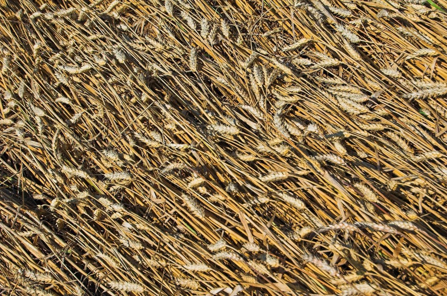 Leveled wheat grains photo