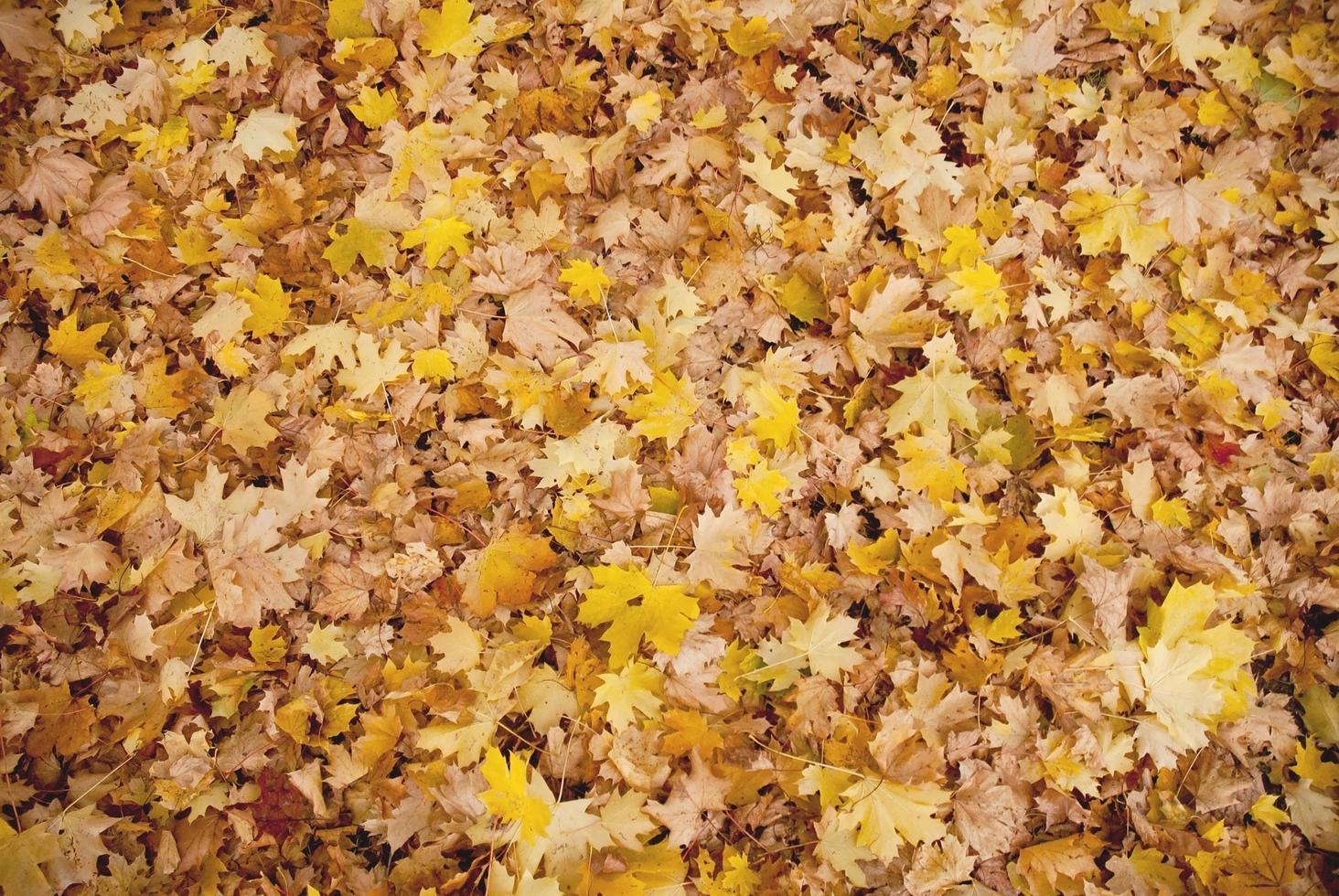 Bright autumn leaves photo