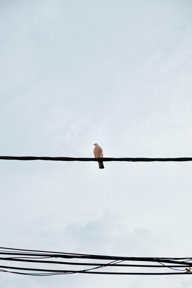 Bird perches on line photo