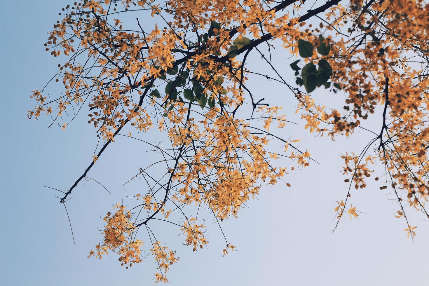 Yellow flower tree photo