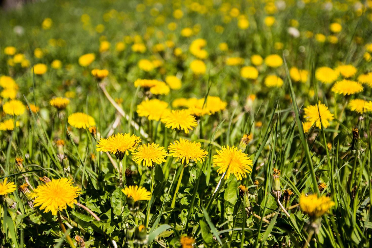 A dandelion meadow  photo