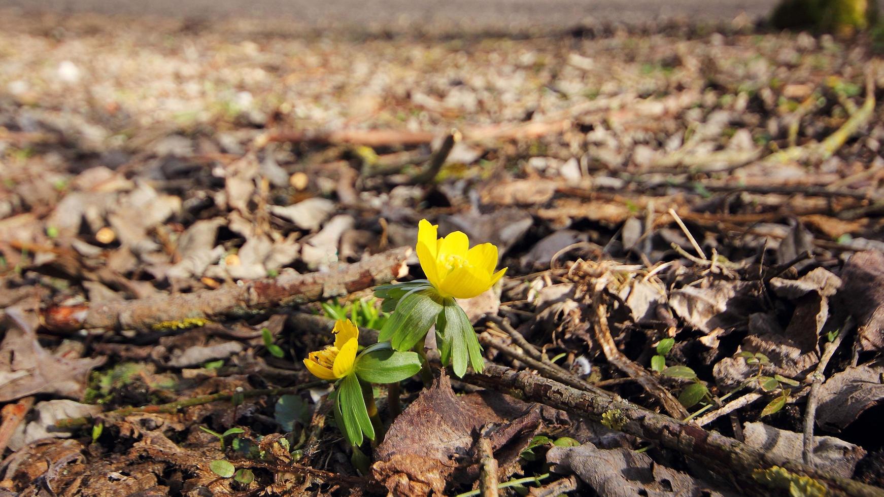 Spring flowers blossoming photo