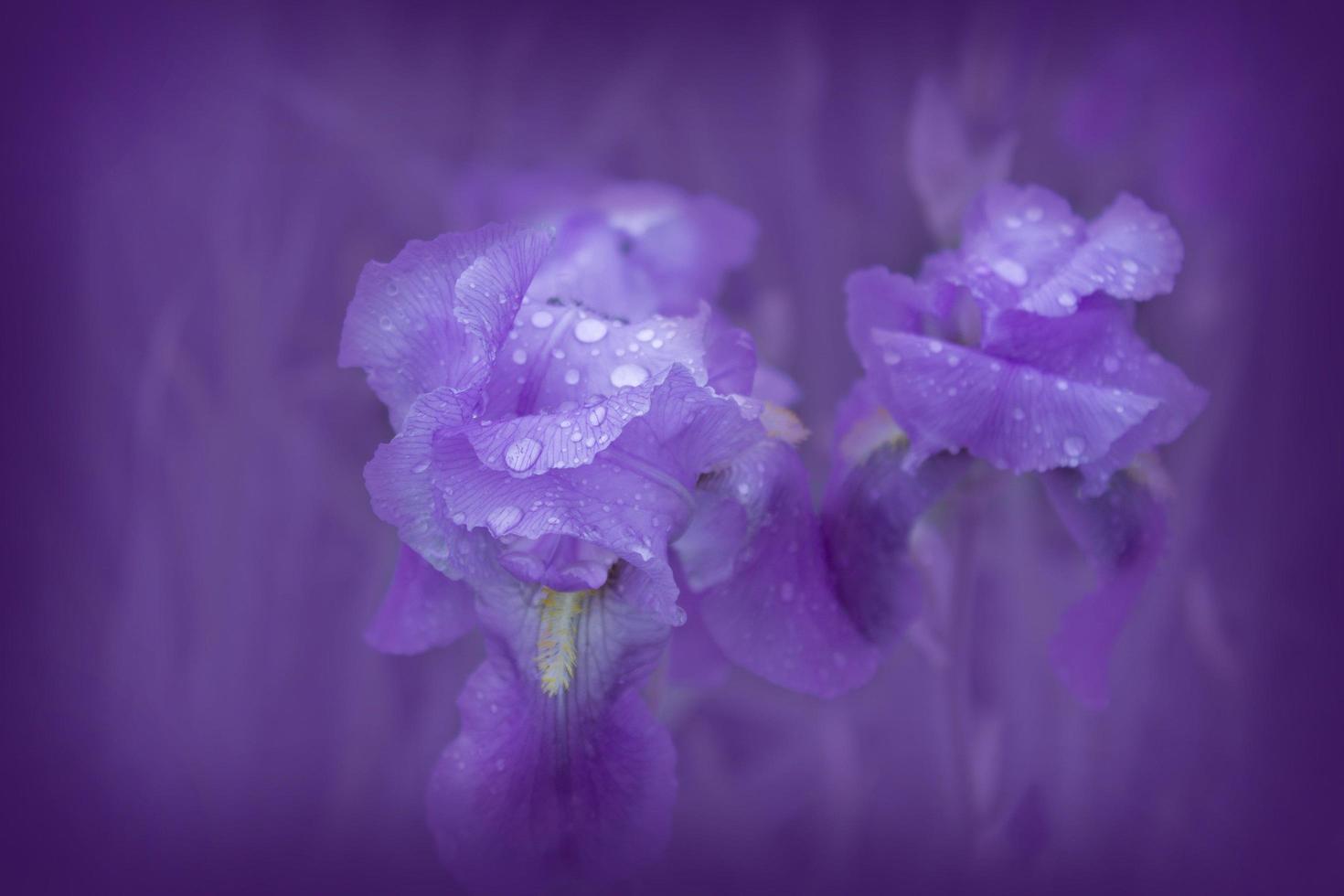 planta de iris con rocío foto