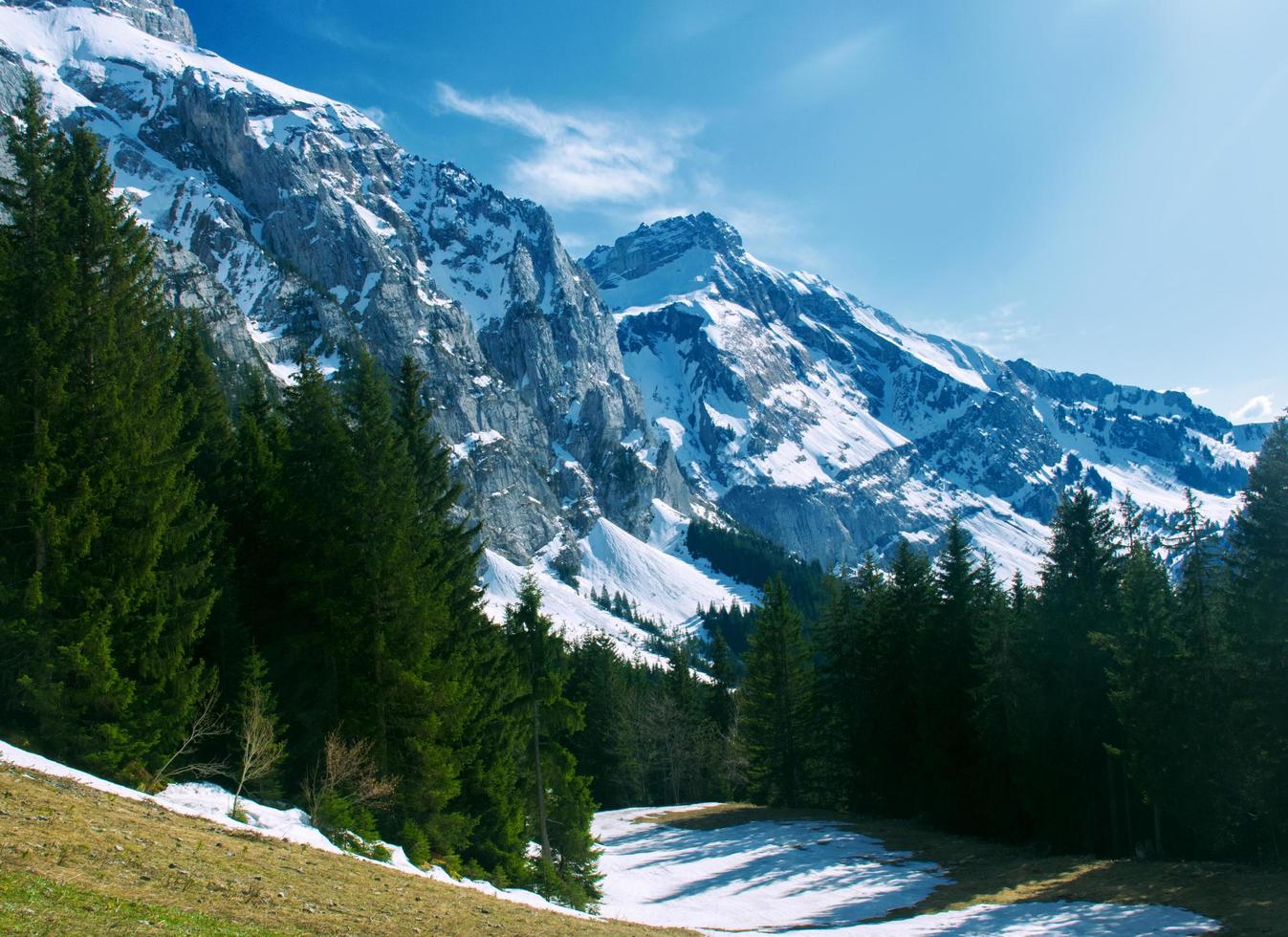 Green pine trees on mountain photo