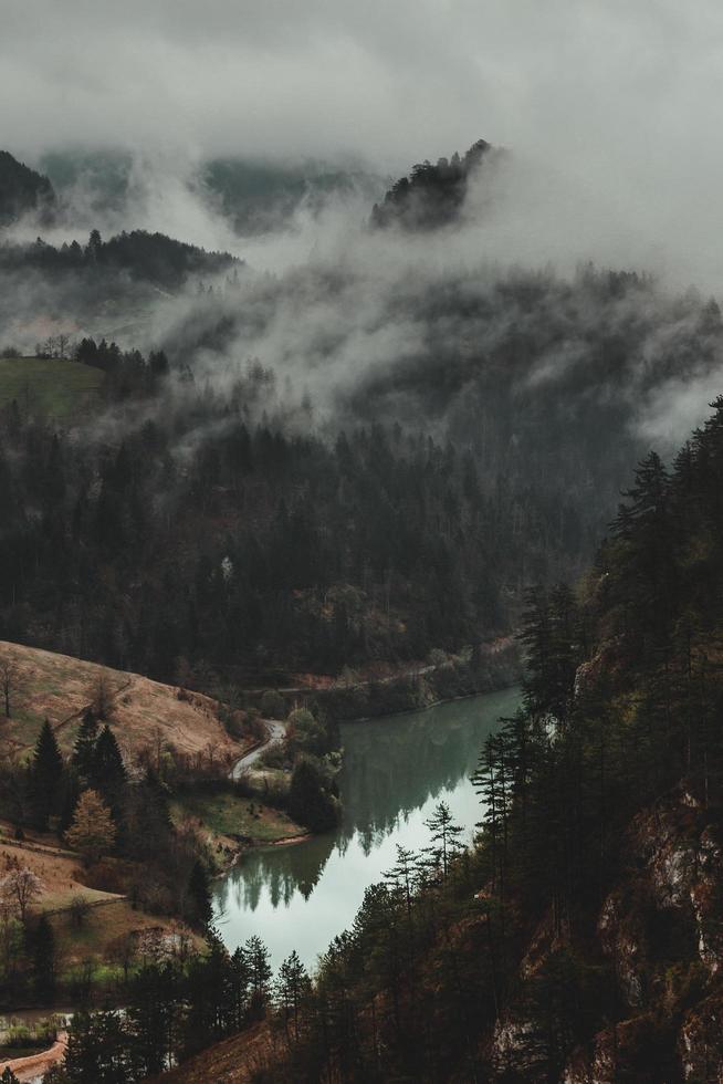 Green trees beside river photo