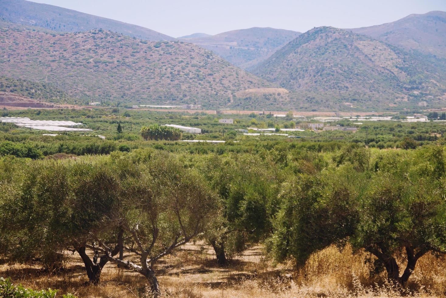 Olive trees on Crete in front of mountains photo