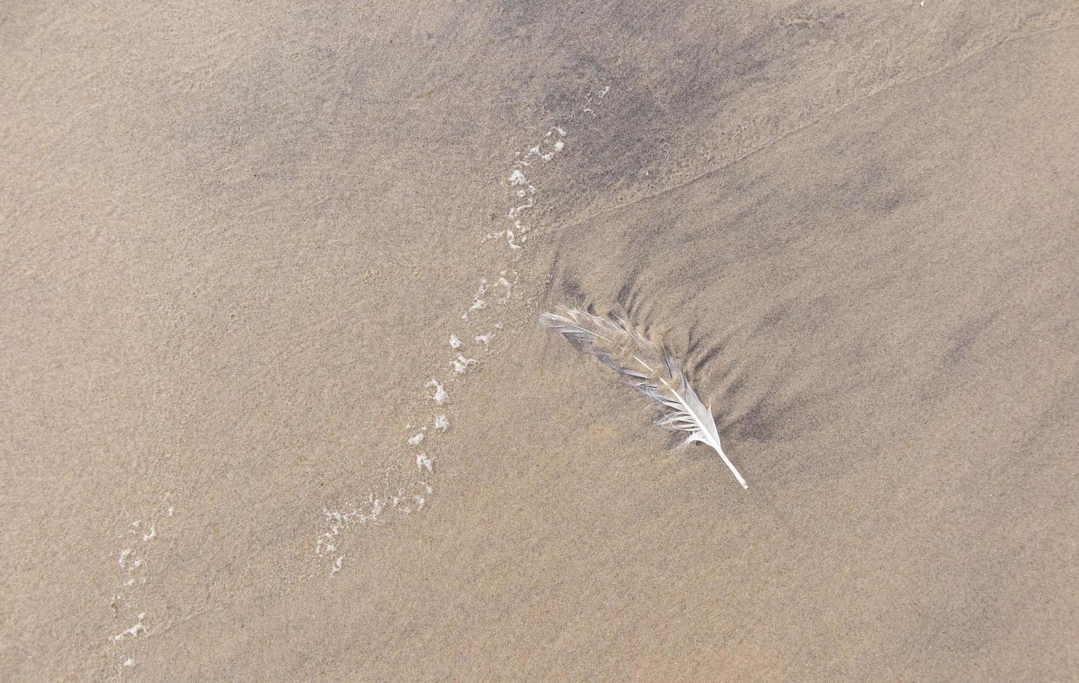 Feather on sand photo