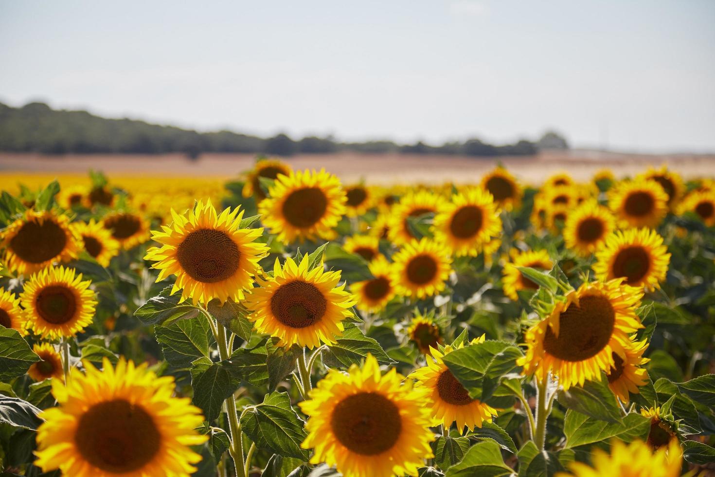 Yellow sunflower field photo