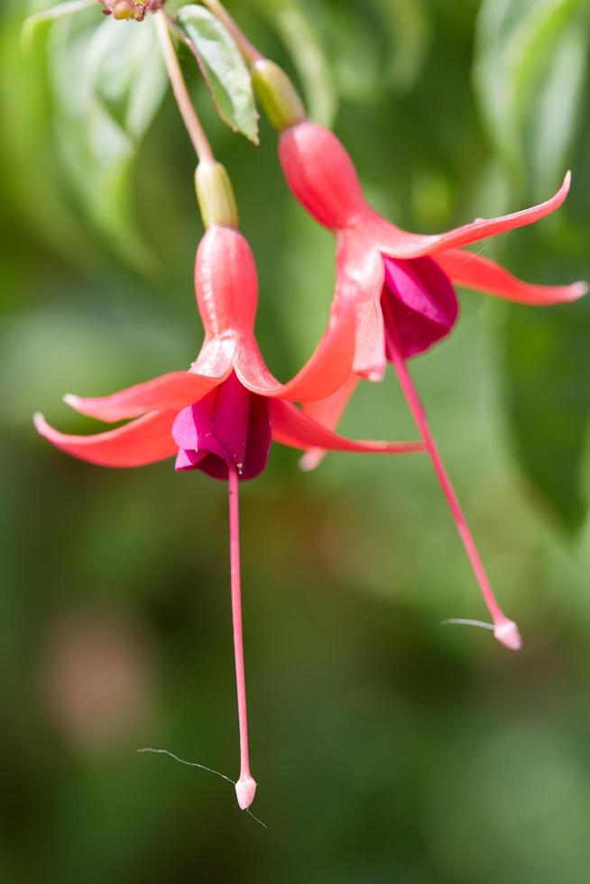 dos flores rojas foto