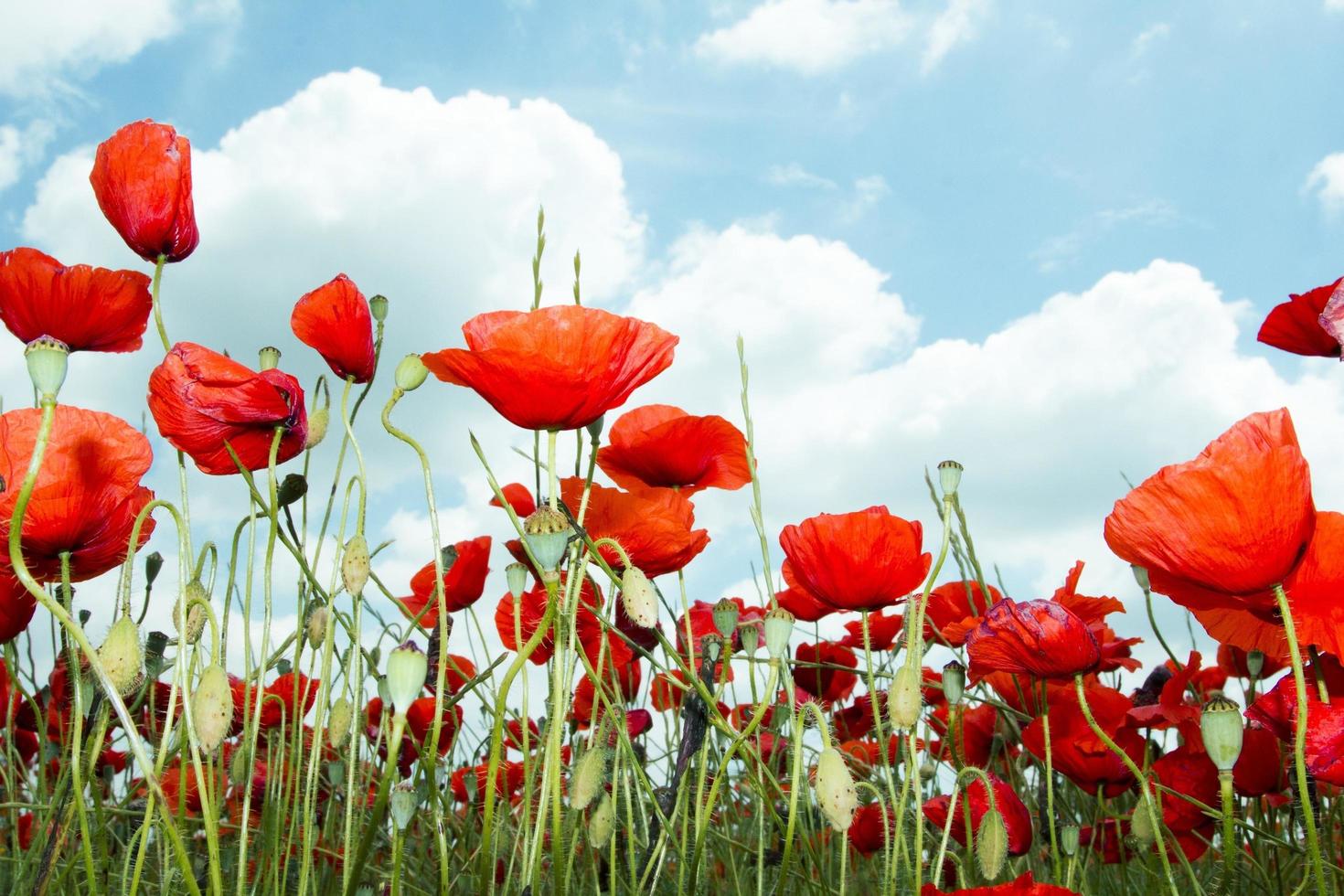 amapolas silvestres en un campo foto