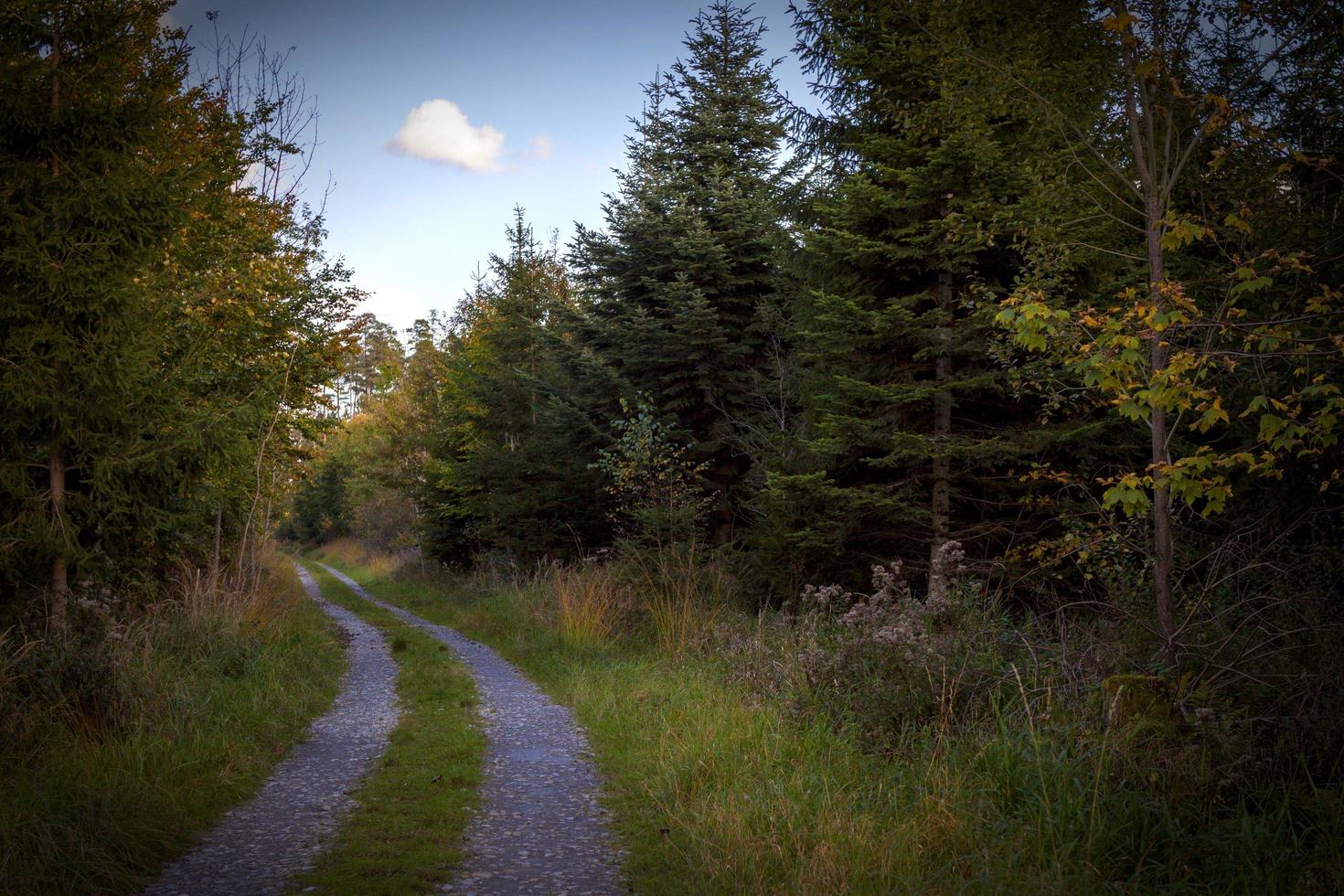 Path through a forest photo