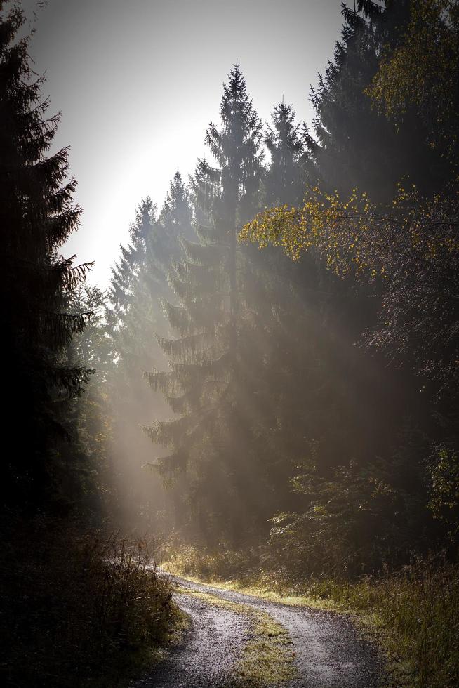 Sunlight on a road through a forest photo