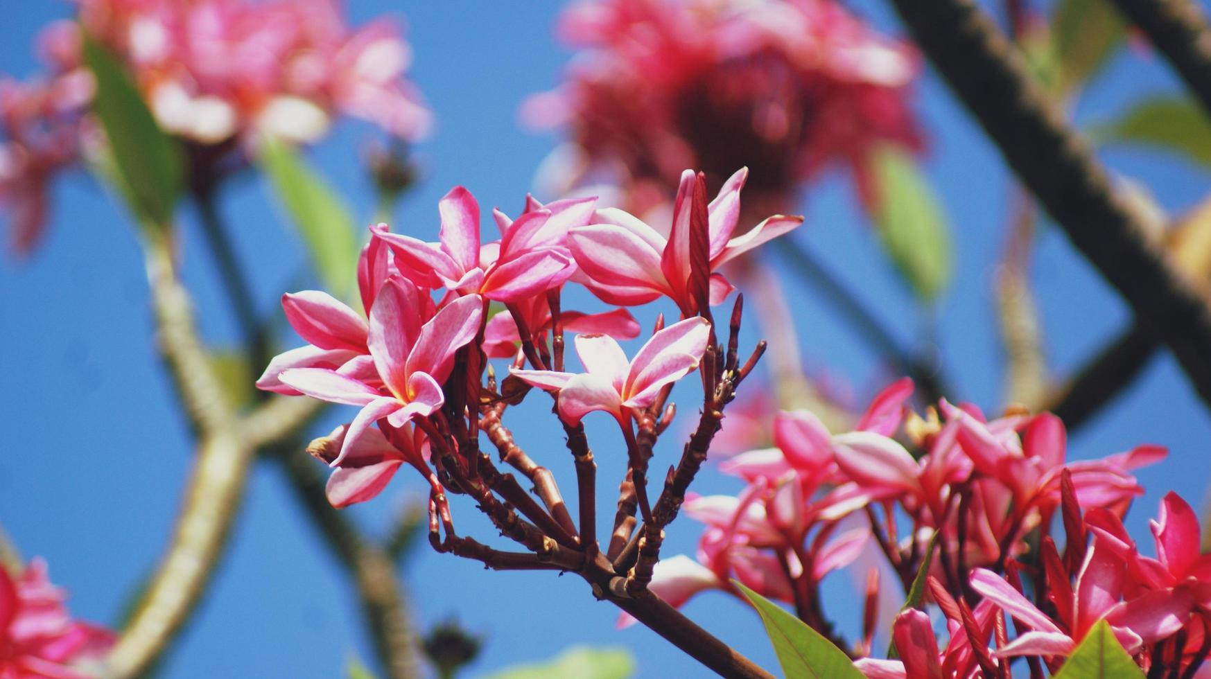 Close-up of pink plumeria flowers photo