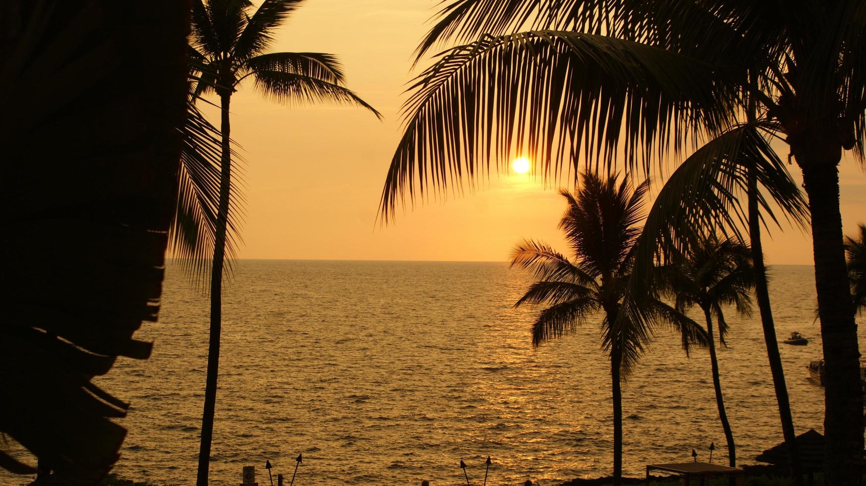 siluetas de palmeras al atardecer foto