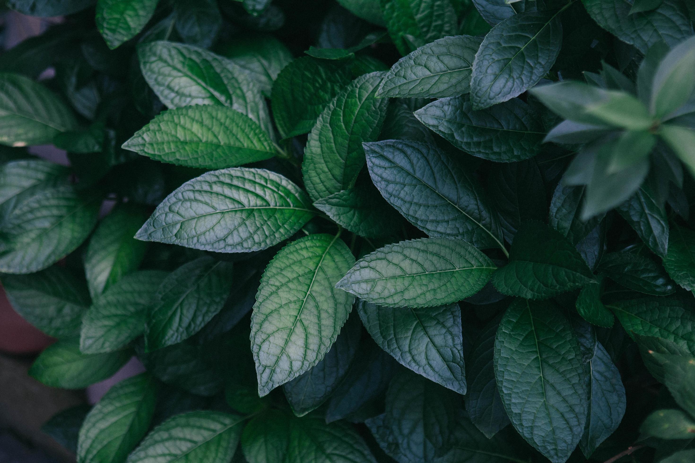 Closeup View Of Big Green Leaves Dark Background 4K HD Nature Wallpapers   HD Wallpapers  ID 113885