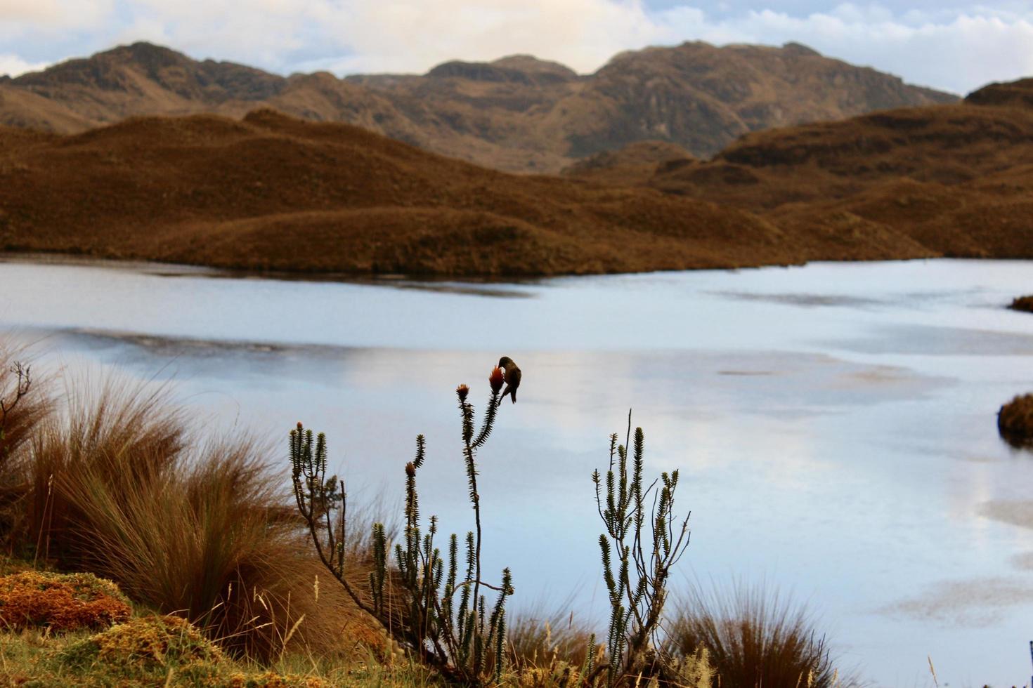 pájaro en una planta frente a un lago foto