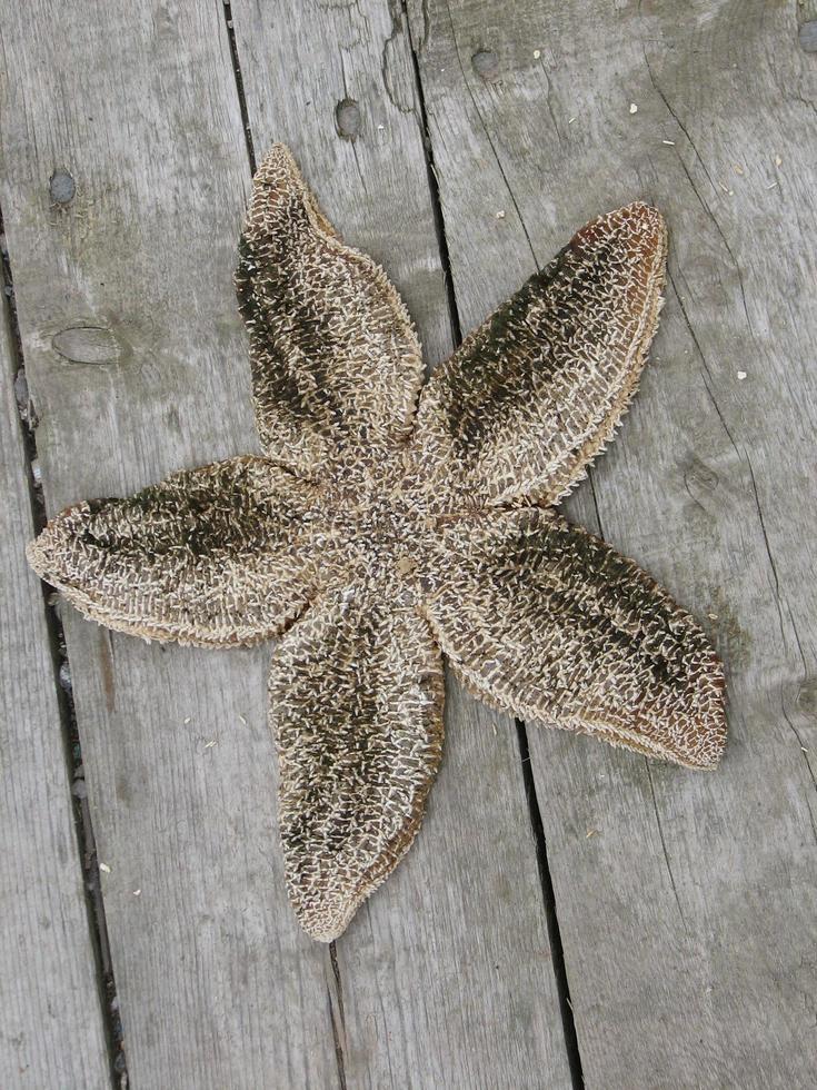 Starfish on the deck photo