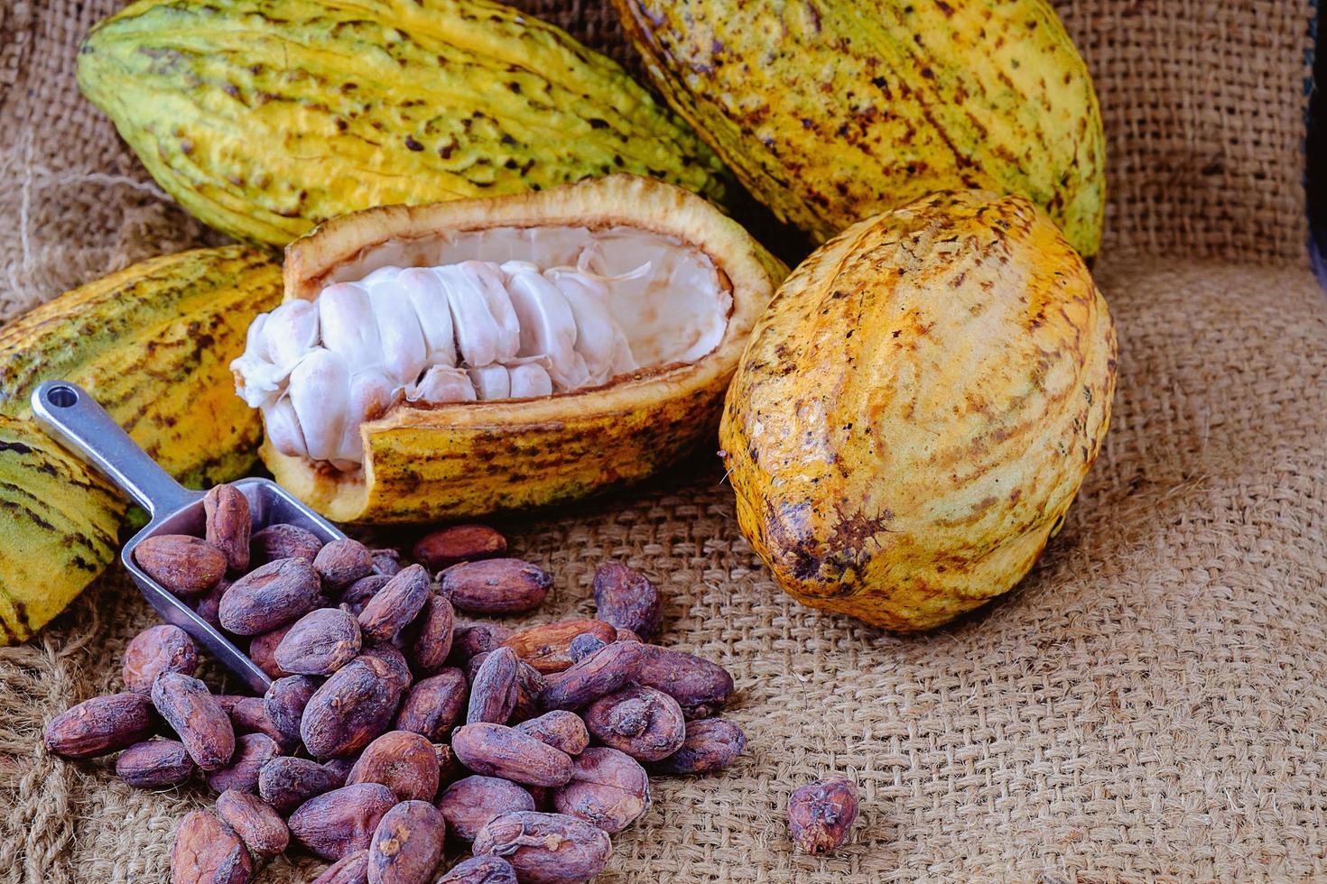 cacao fresco con mazorcas de cacao y granos de cacao foto
