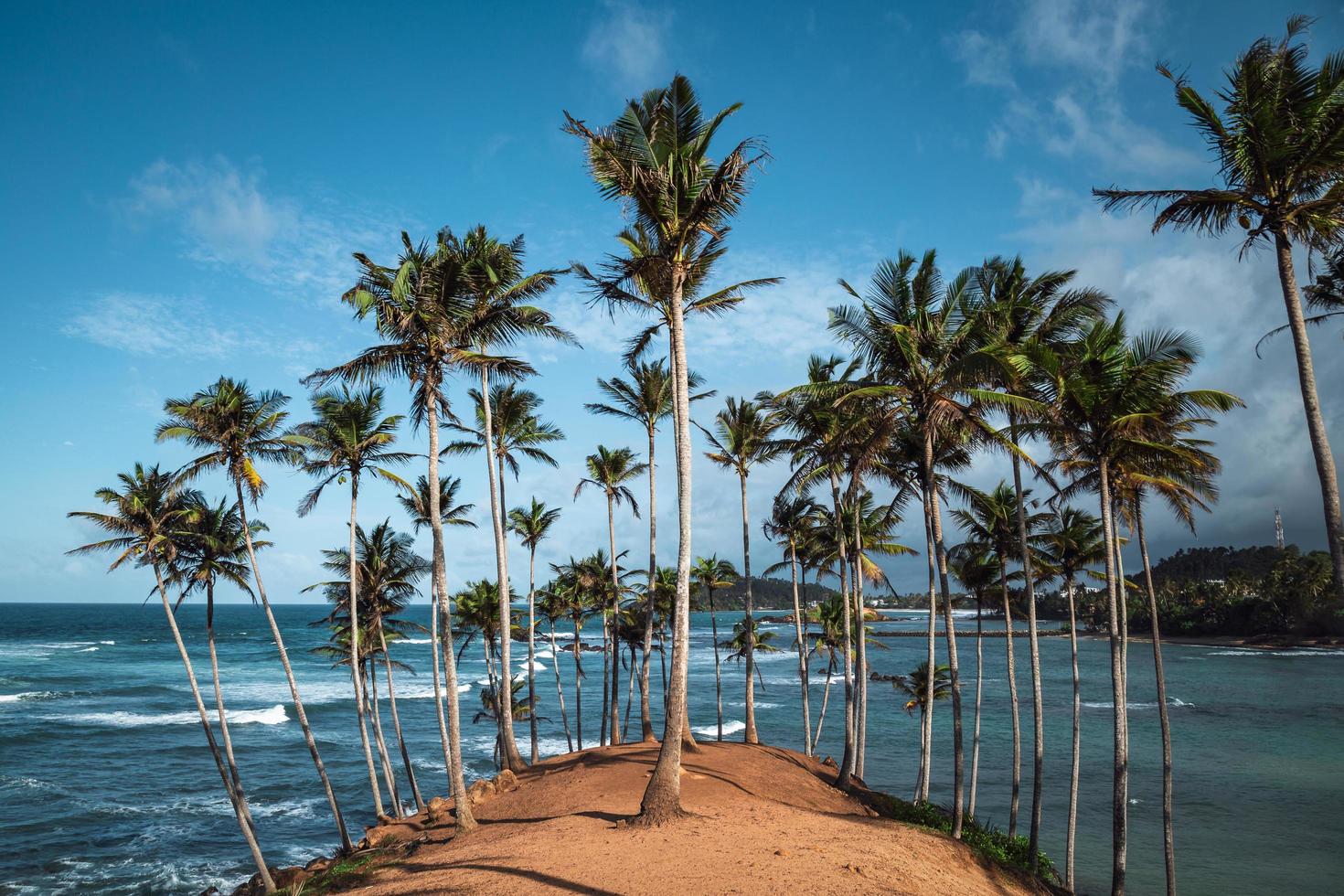 colina de cocoteros en sri lanka foto