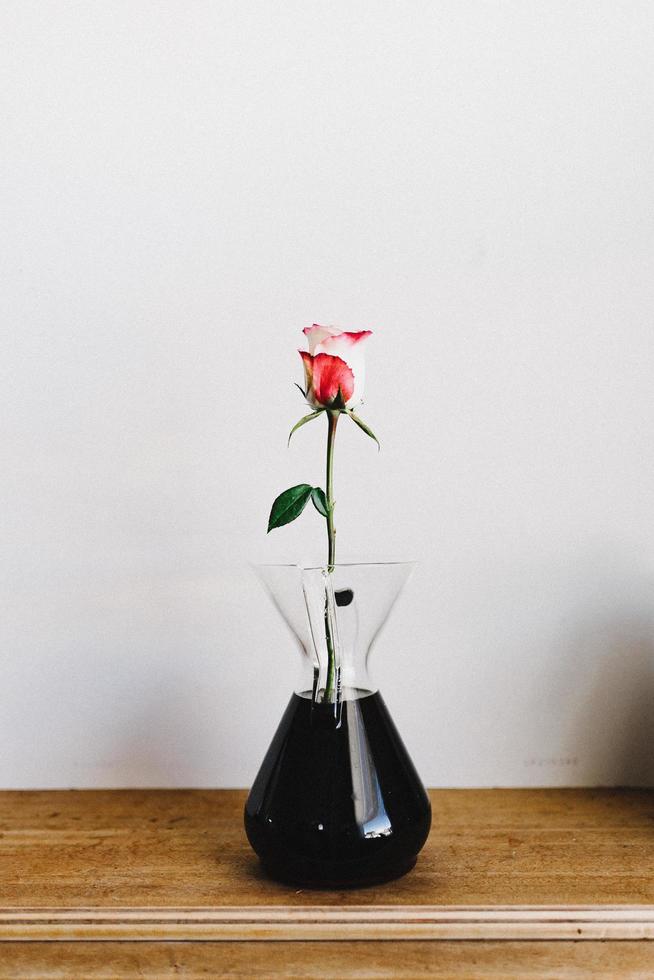 Red and white rose in a vase photo