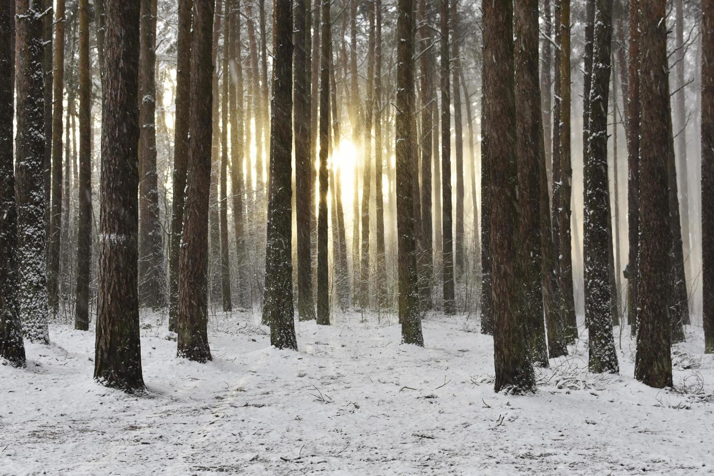 escena de nieve del bosque de invierno foto