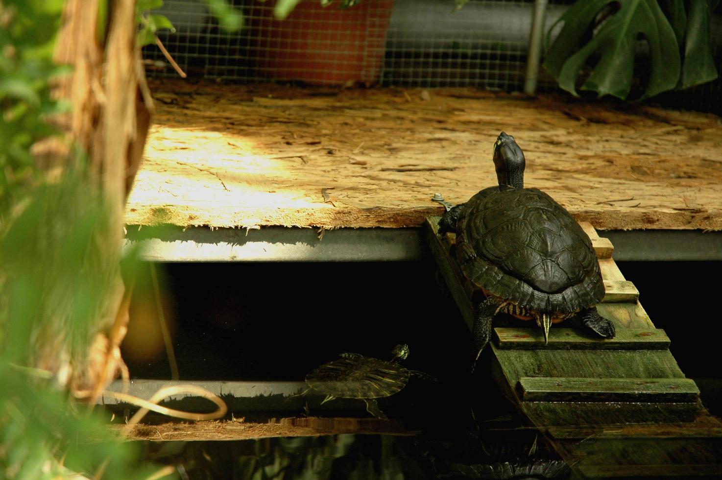 tortuga en un jardín foto