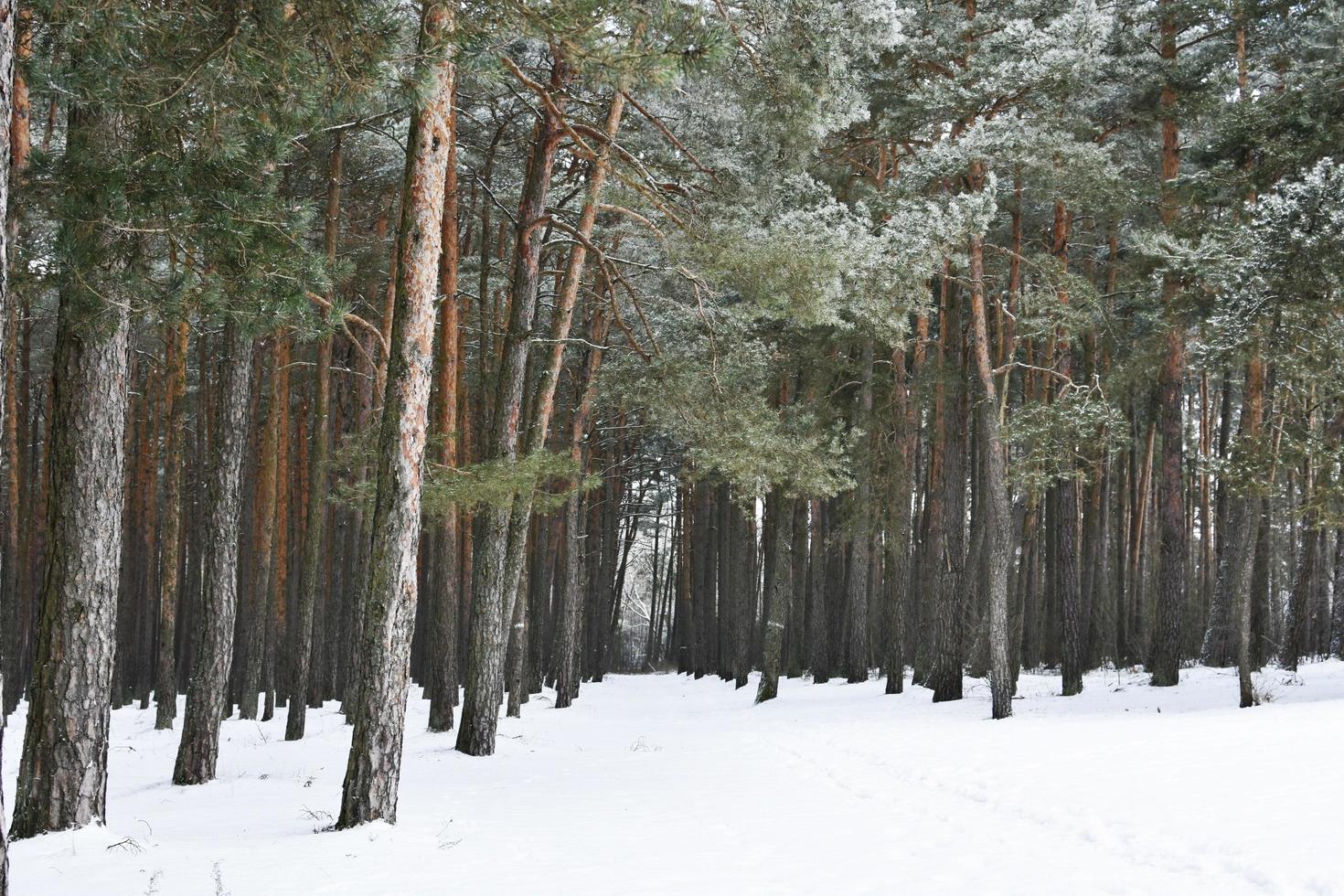 bosque de pinos nevados foto