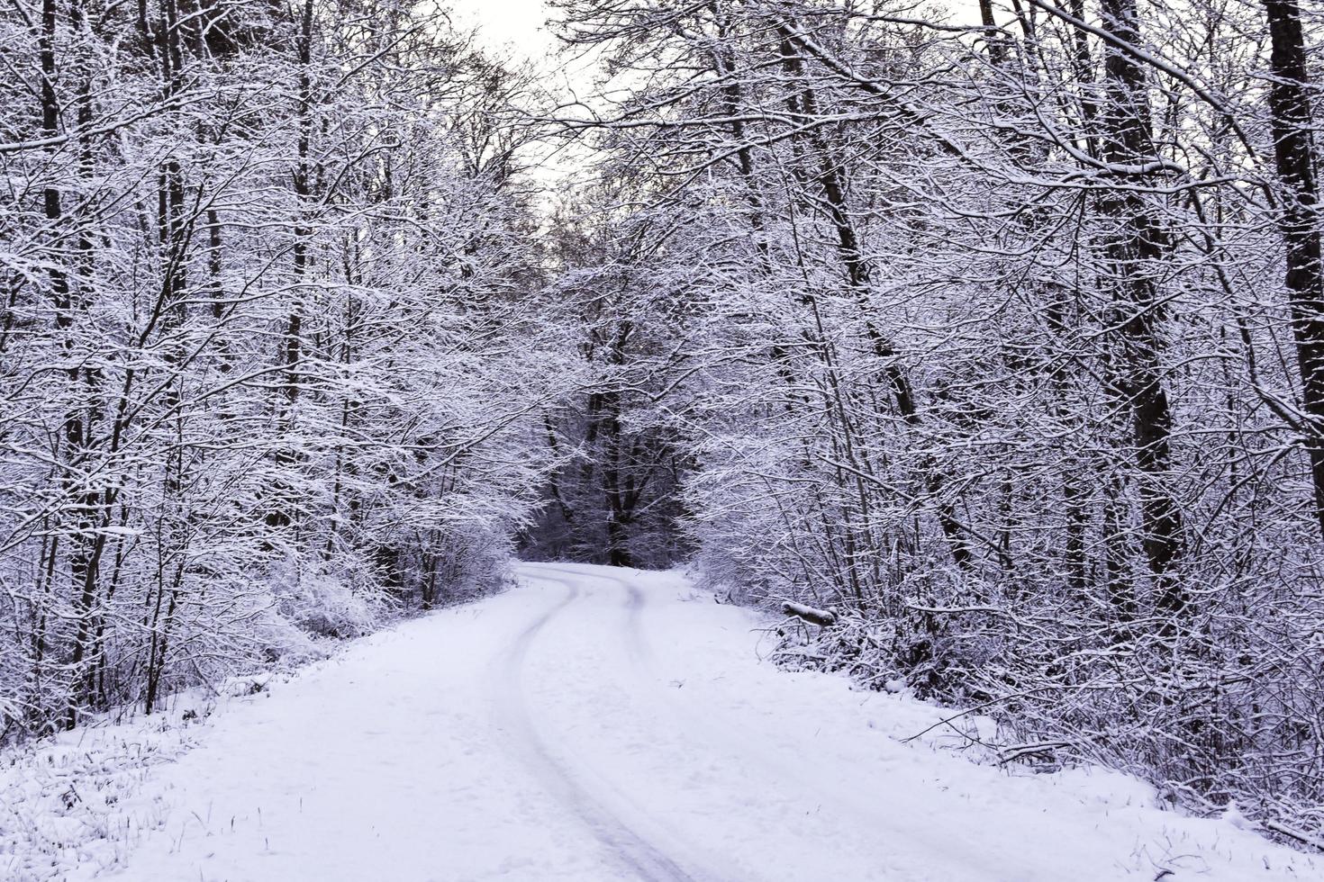 Wintry forest road photo