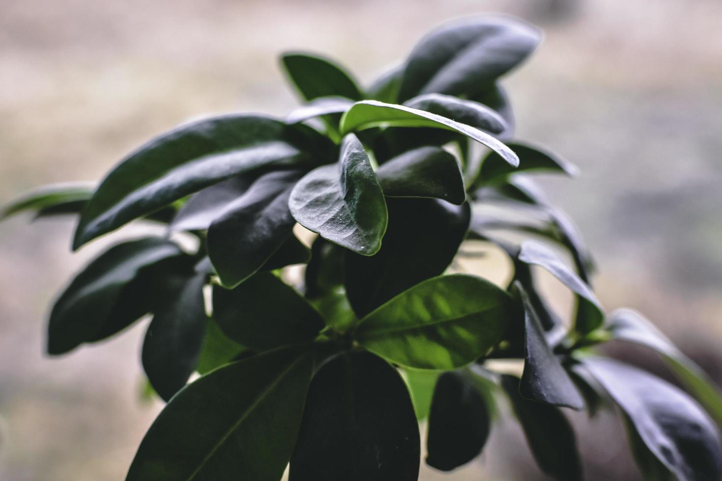 planta de ficus verde foto