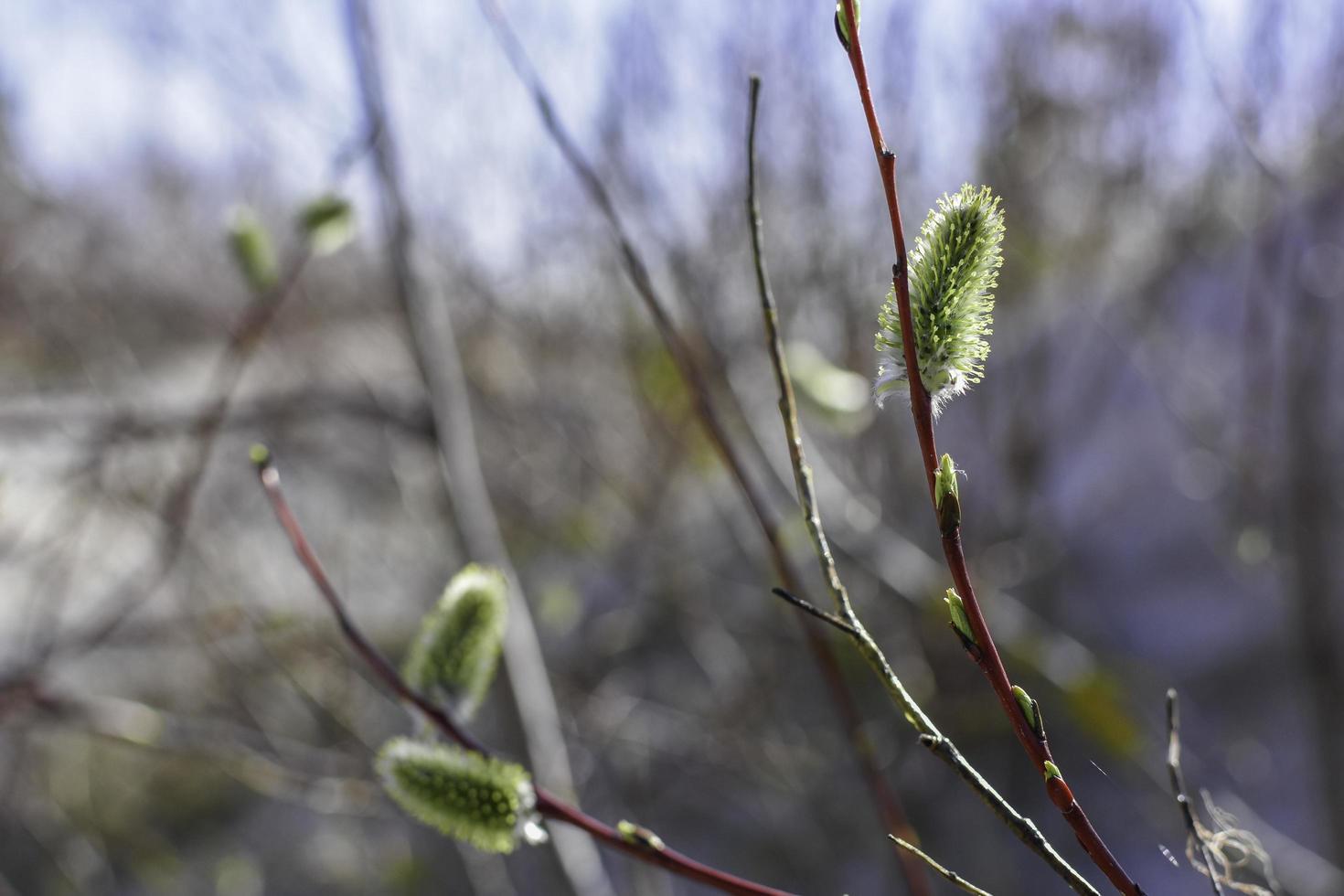 amentos naturales de la temporada de primavera foto