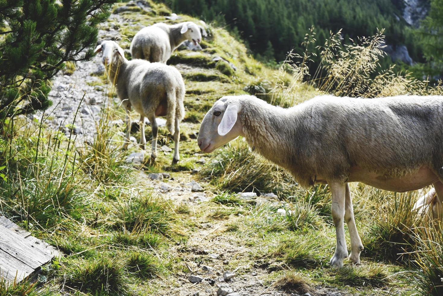 Hiking mountain sheep photo