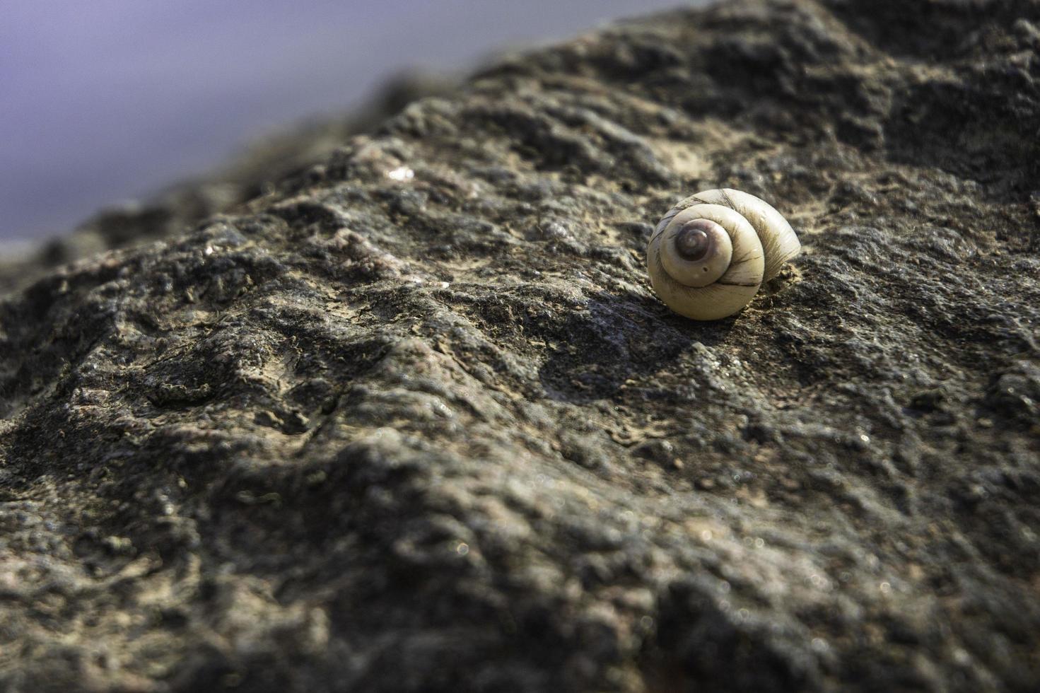 Snail on a rock photo