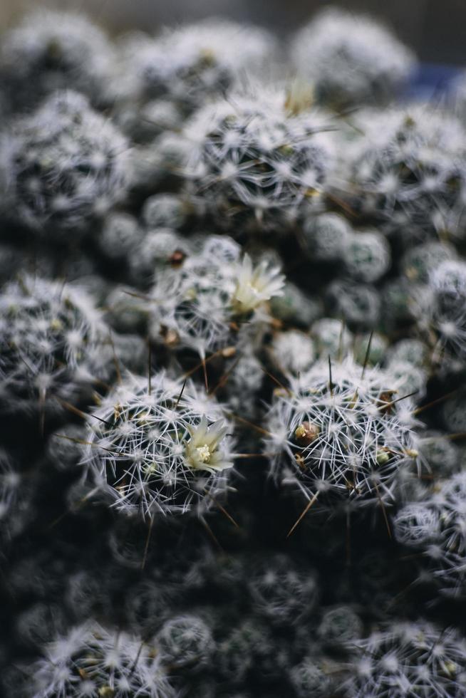 Sharp cactus needles photo