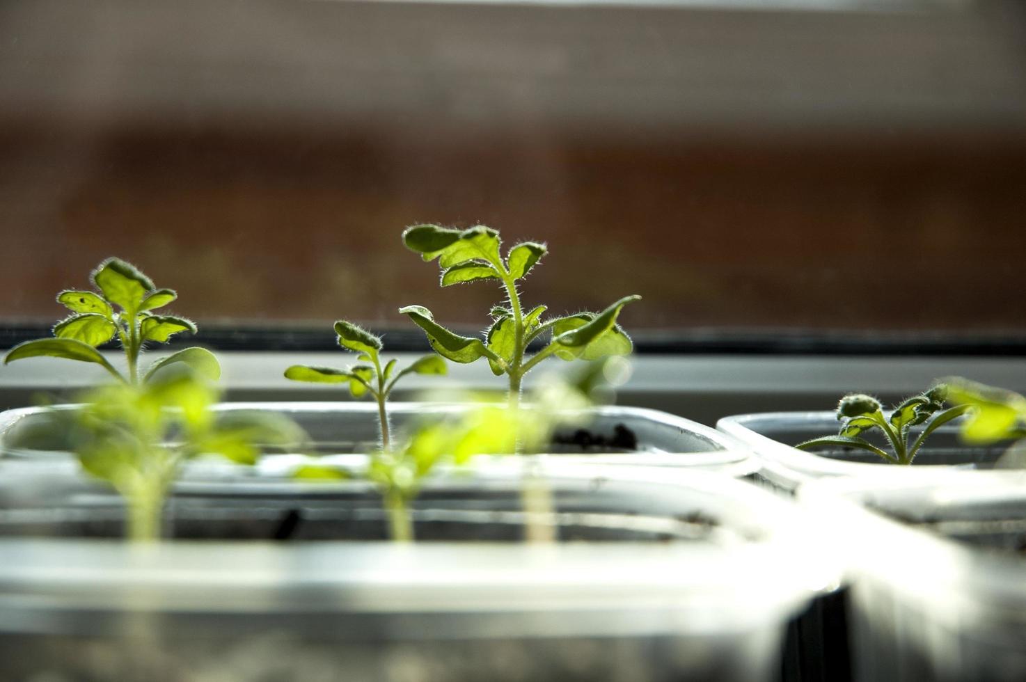 Low angle view of sprouting greens  photo