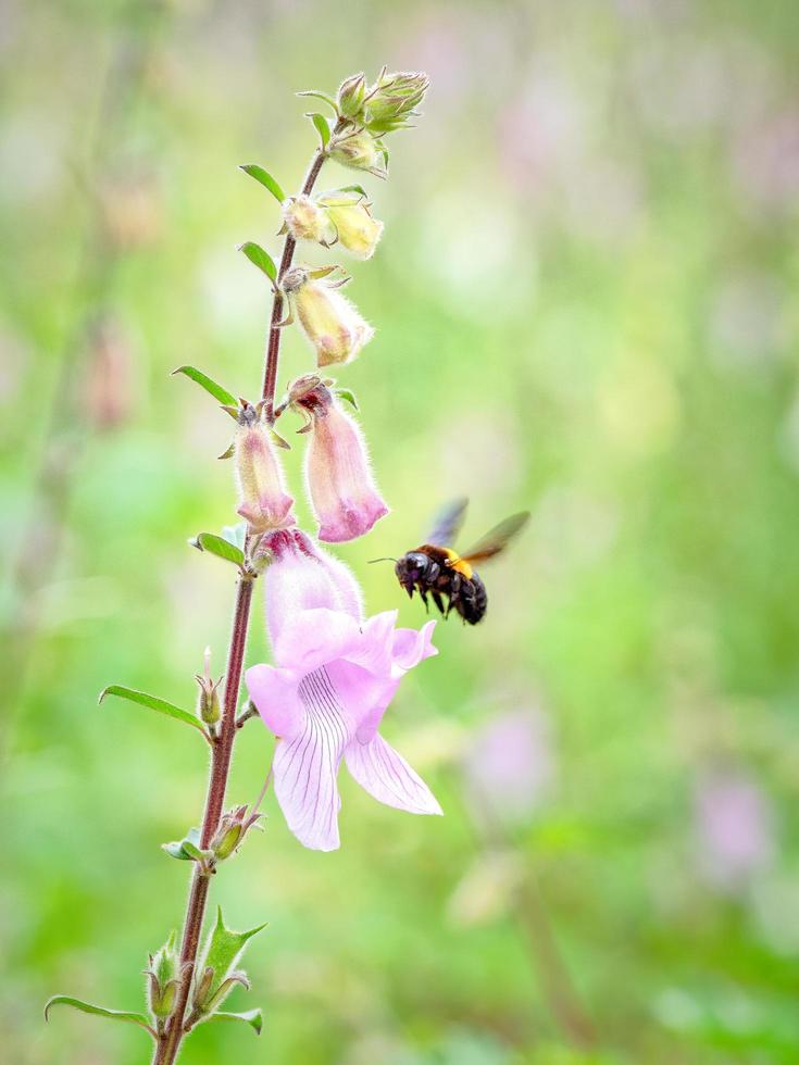 Bumble bee in flight photo