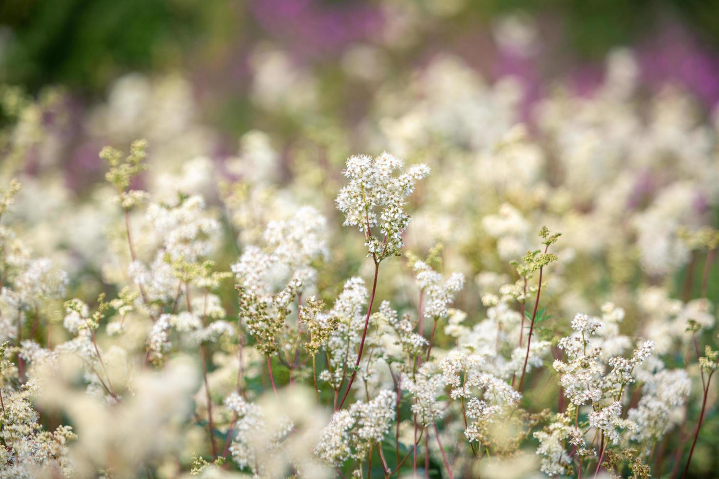 primer plano de flores blancas foto