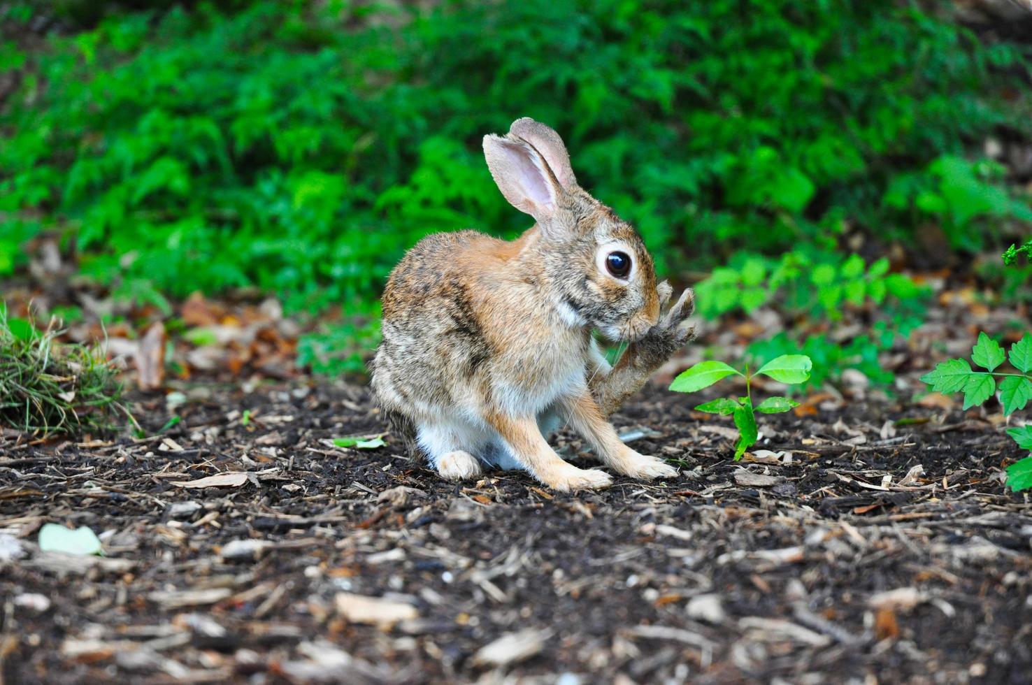 pequeño conejo marrón foto