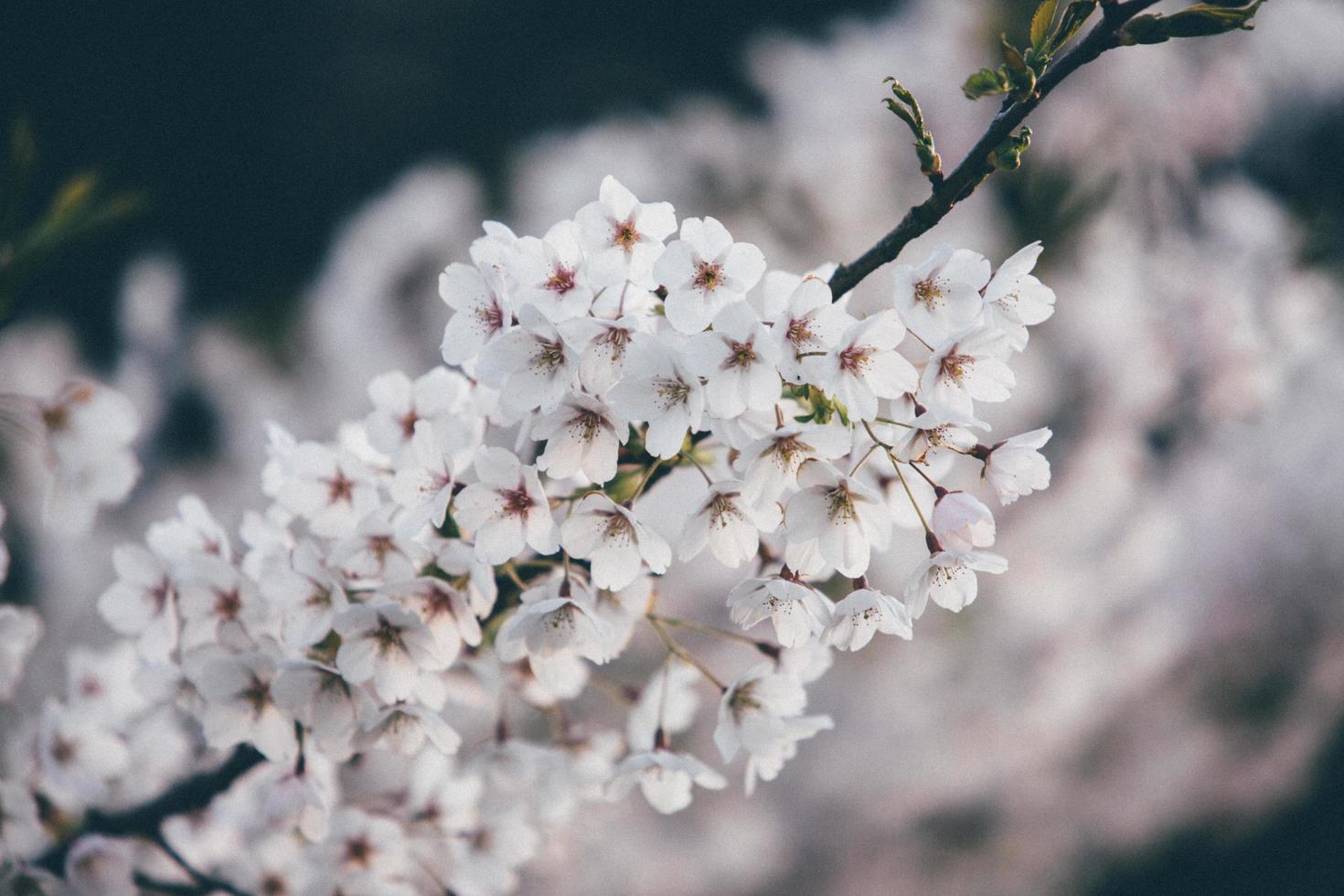 Close-up of white cherry blossoms photo