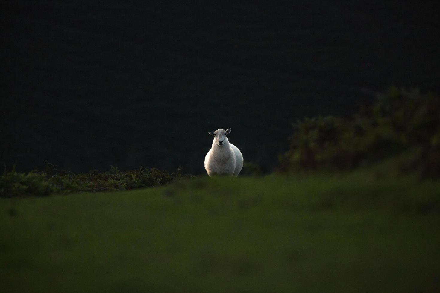 ovejas corriendo en un campo de hierba foto