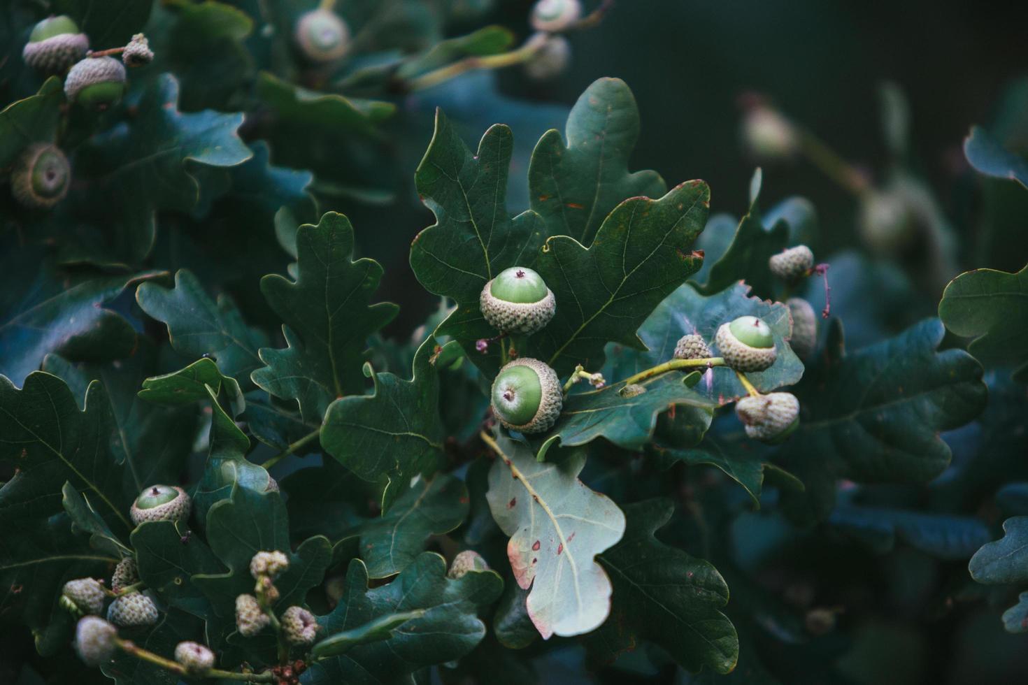 View of acorns growing photo