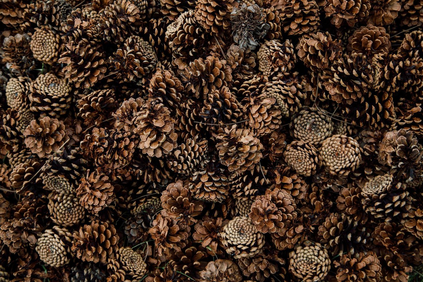Top view of pine cones photo