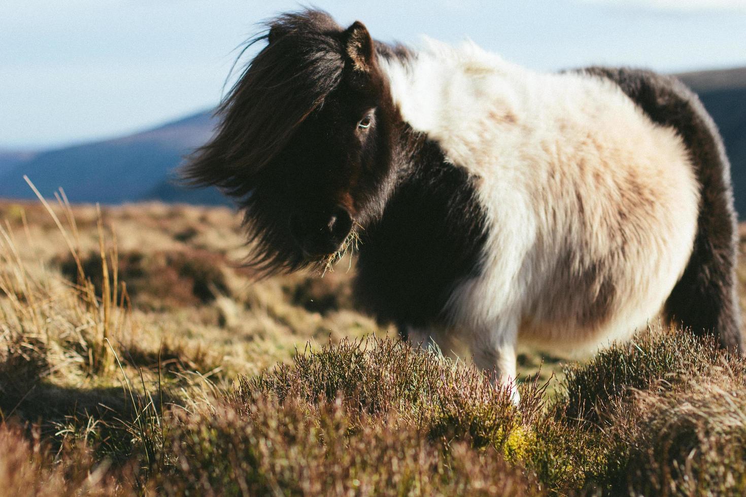 White and black donkey photo