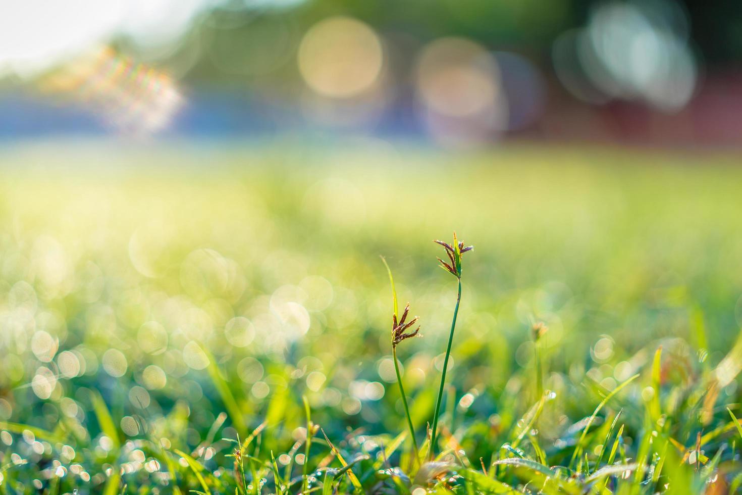 pasto de cerca en un campo foto