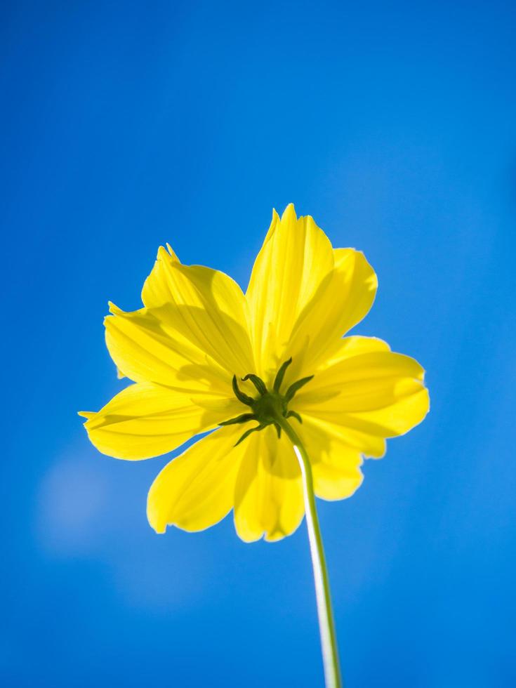 primer plano, de, un, estrella amarilla, flor foto